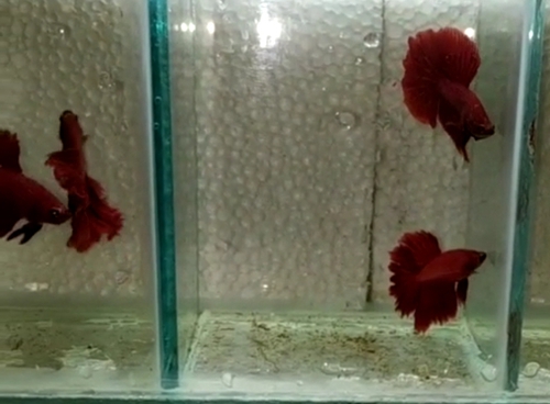Fish — Rostel tel Fish, Kolkata, India
