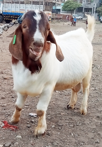 African Boer goat — photo 3