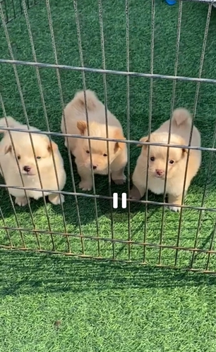 Pomeranian Puppy — photo 3