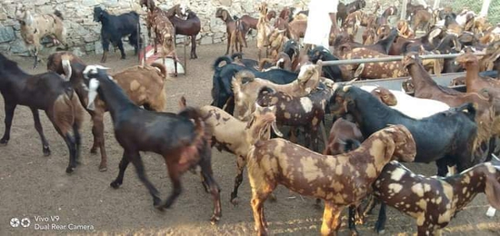 Sirohi male female available My farm — photo 3