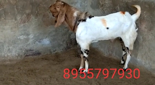 Sojat Goat — photo 5