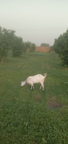 Jugnu brar — photo 2