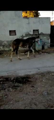 Marwadi Horse 🐎 — photo 3