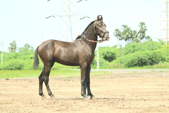 29 month marwadi colt — photo 3