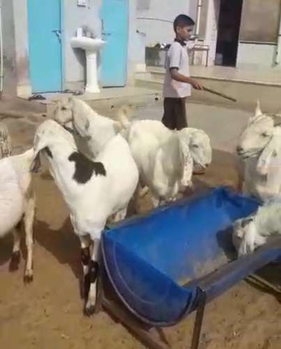 Sojat Goat — photo 4