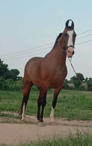 Best breed Horse — photo 2