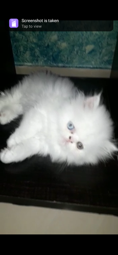 White kitten — photo 3