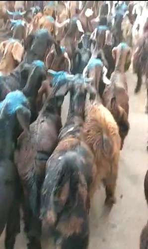 Sirohi Goat — photo 2