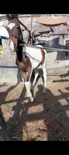 Marwadi Horse — photo 4