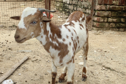 Barbari Goat — photo 2