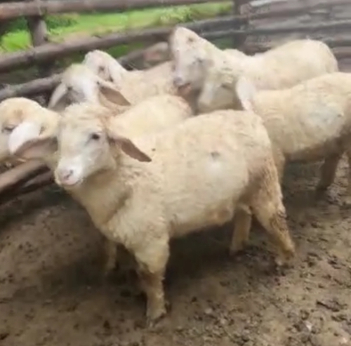 Kergawal Sheep — photo 3