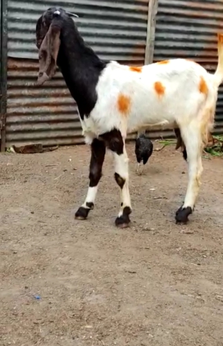 Desi Goat  — photo 2