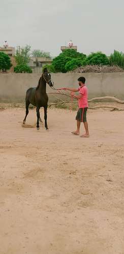 Horse suraj da baccha rajasthani