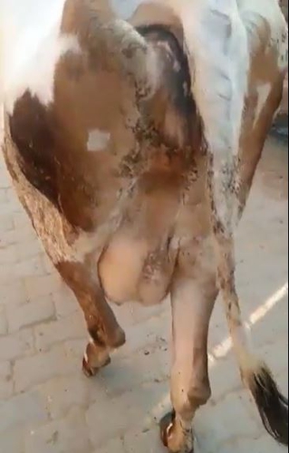 Desi cow — photo 2
