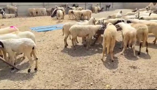 Sheep — Bhed, Rajasthan, India