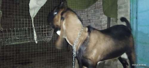 Kota goat male