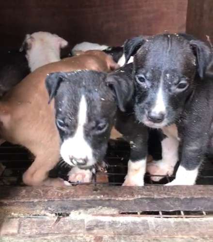 Dog — American Pit Bull Puppy🐶, Warri, Nigeria