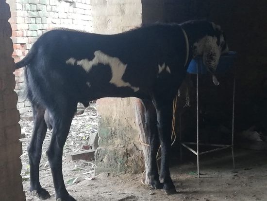 Beetal Bakra ori