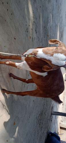 Barbari male goat — photo 4