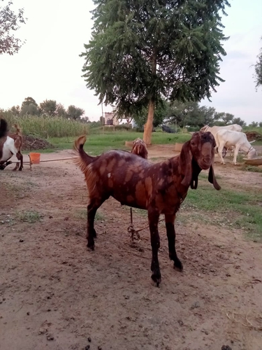 Mawati Goat — photo 2