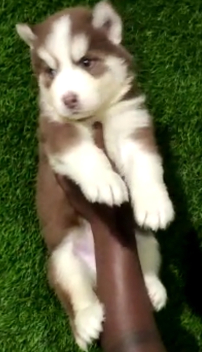 Husky Puppy — photo 4