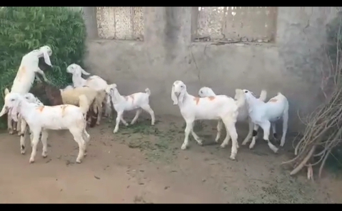 Sojat gulabi — photo 2