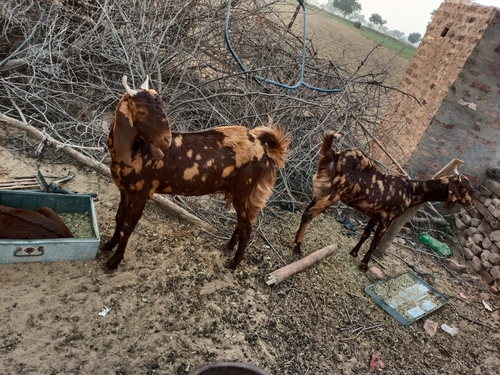 Beetal Goat — photo 4