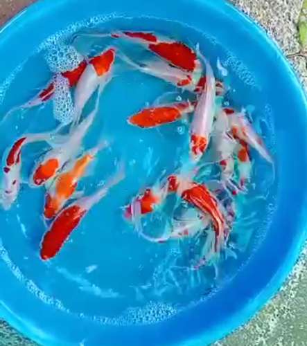Kohaku butterfly Fishes — photo 2