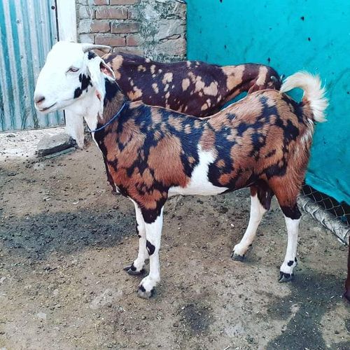 JMK Goat Farm Kishangarh Pvt Ltd — photo 4