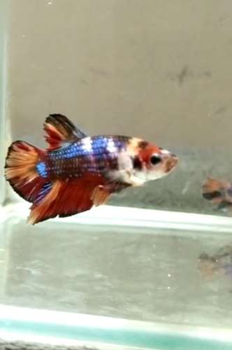 Nemo Candy Fish — photo 2