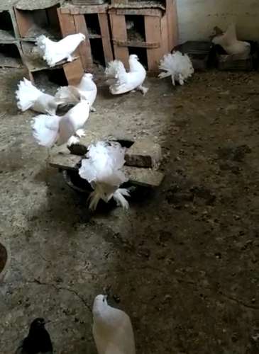 Fantail Pigeon — photo 2