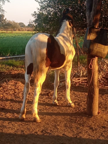 Marwari Horse — photo 6