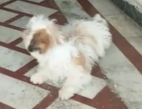 Shitzu Male Puppy — photo 2