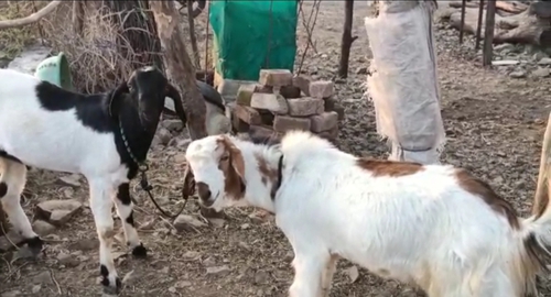 Totapuri Goat — photo 2