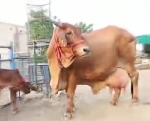 Cow — Sahiwal cow, Jaipur, Rajasthan
