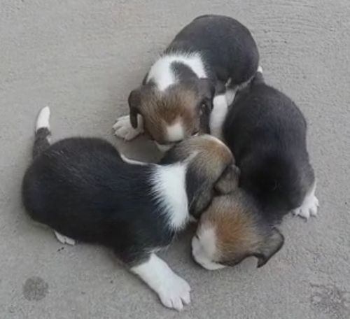 Vigal dog