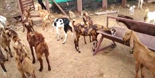 Sirohi Goats — photo 5