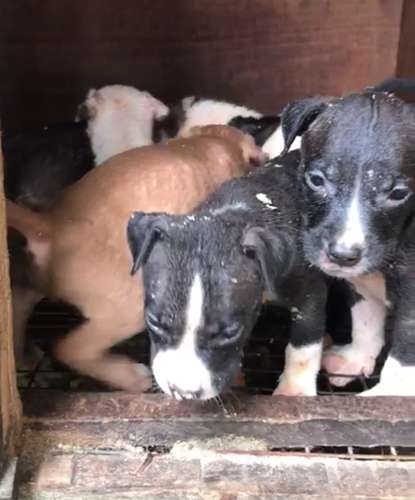  American Pit Bull Puppy🐶 — photo 5