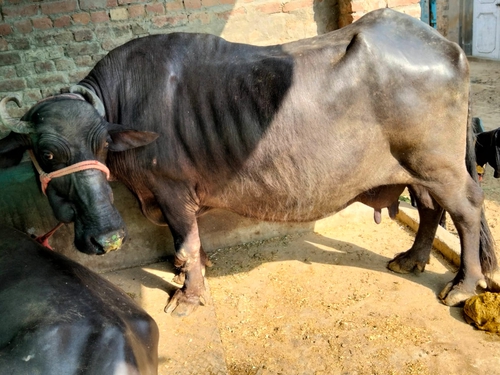 Buffalo — Murrah Buffalo, Punjab, India
