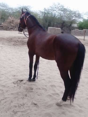 Sindhi Horse — photo 2