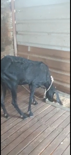  4 Goats Beetal and Hyderabadi  — photo 5
