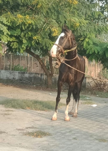 Chambhi Horse — photo 3