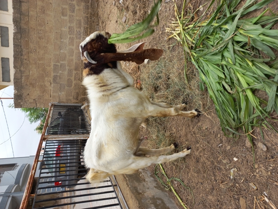 Goat — Kamori breeder male goat for sale, Sind, Pakistan