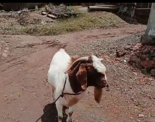 African Bore Goat — photo 6