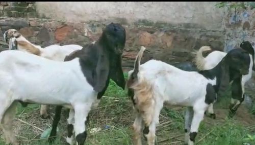 Totapuri Goat — photo 2