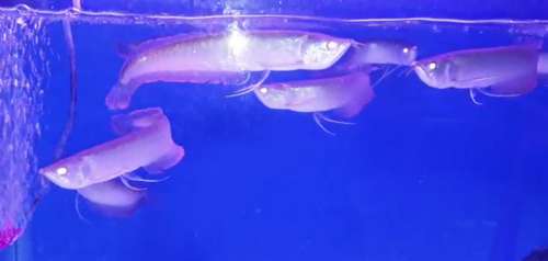 Arowana Fish — photo 2