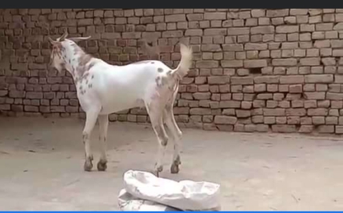 Barbri goat — photo 3
