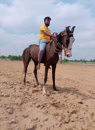 Ghodi