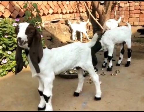 Totapuri Kids Goat