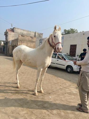 Nukri Horse — photo 4